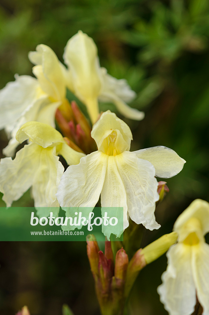 533433 - Ingwerorchidee (Roscoea cautleoides 'Jeffrey Thomas')