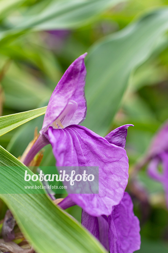 511243 - Ingwerorchidee (Roscoea purpurea)