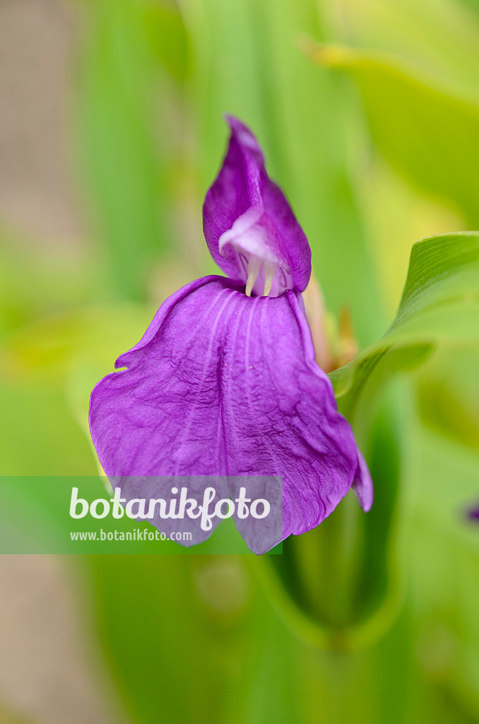 536065 - Ingwerorchidee (Roscoea purpurea)