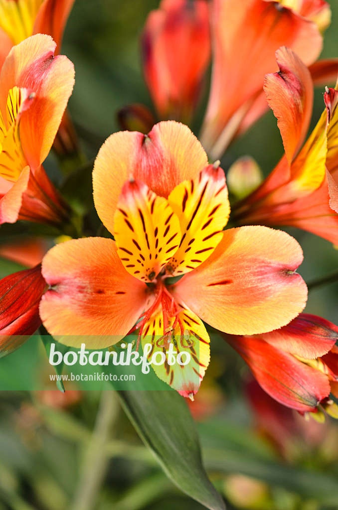 556037 - Inkalilie (Alstroemeria Indian Summer)