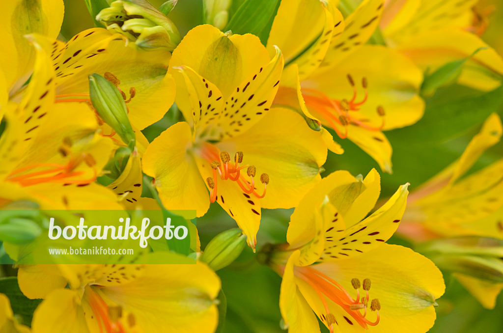 571072 - Inkalilie (Alstroemeria Senna)