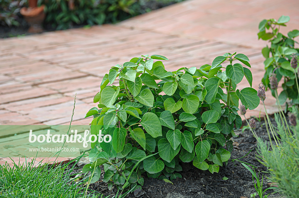 607056 - Irischer Efeu (Hedera hibernica 'Arbori Compact')