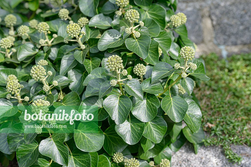 607057 - Irischer Efeu (Hedera hibernica 'Arbori Compact')