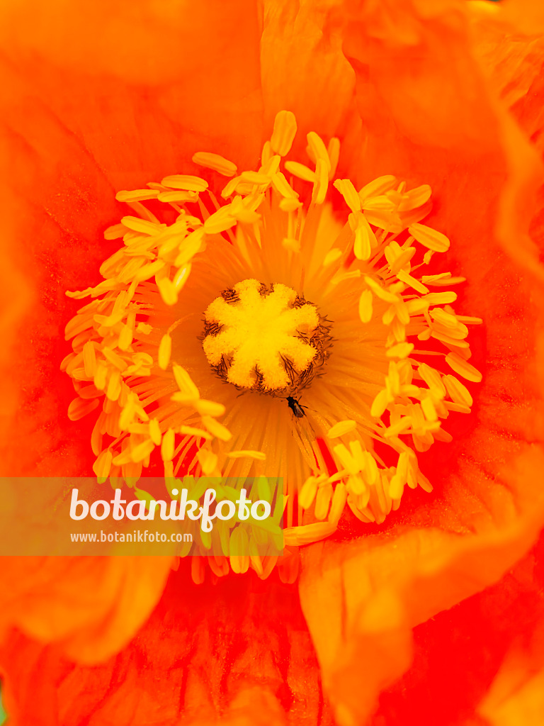 437402 - Island-Mohn (Papaver nudicaule)