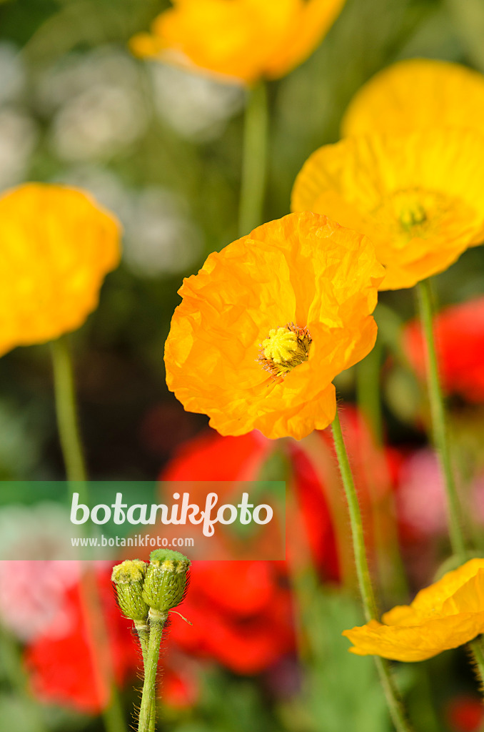 547046 - Island-Mohn (Papaver nudicaule)