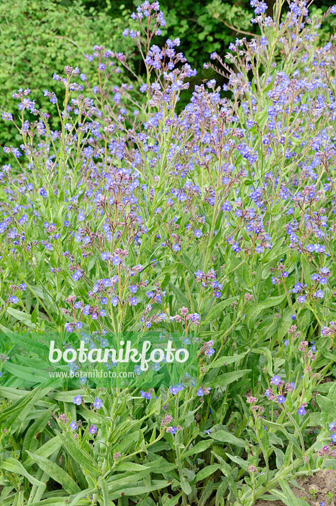 485075 - Italienische Ochsenzunge (Anchusa azurea)