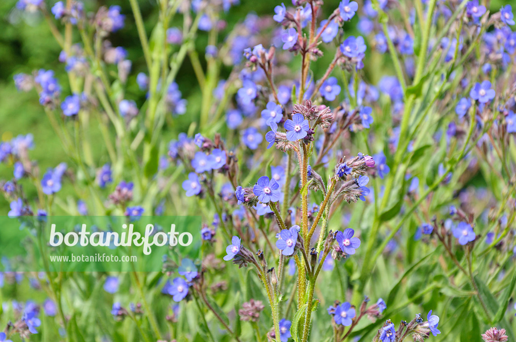 485076 - Italienische Ochsenzunge (Anchusa azurea)