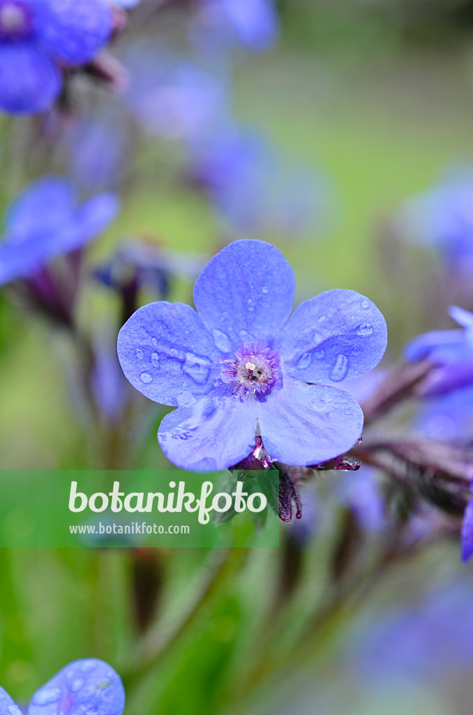 508555 - Italienische Ochsenzunge (Anchusa azurea)