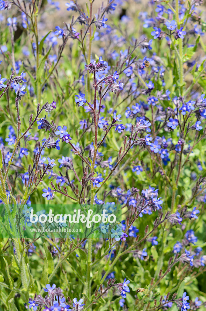 533207 - Italienische Ochsenzunge (Anchusa azurea)