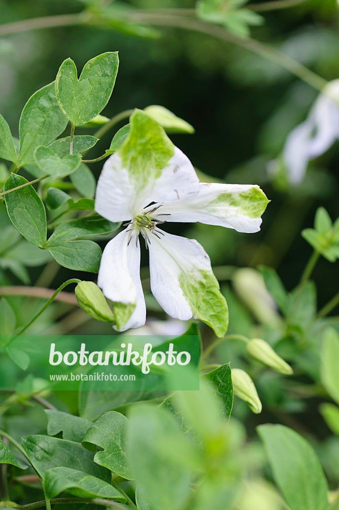 486201 - Italienische Waldrebe (Clematis viticella 'Alba Luxurians')