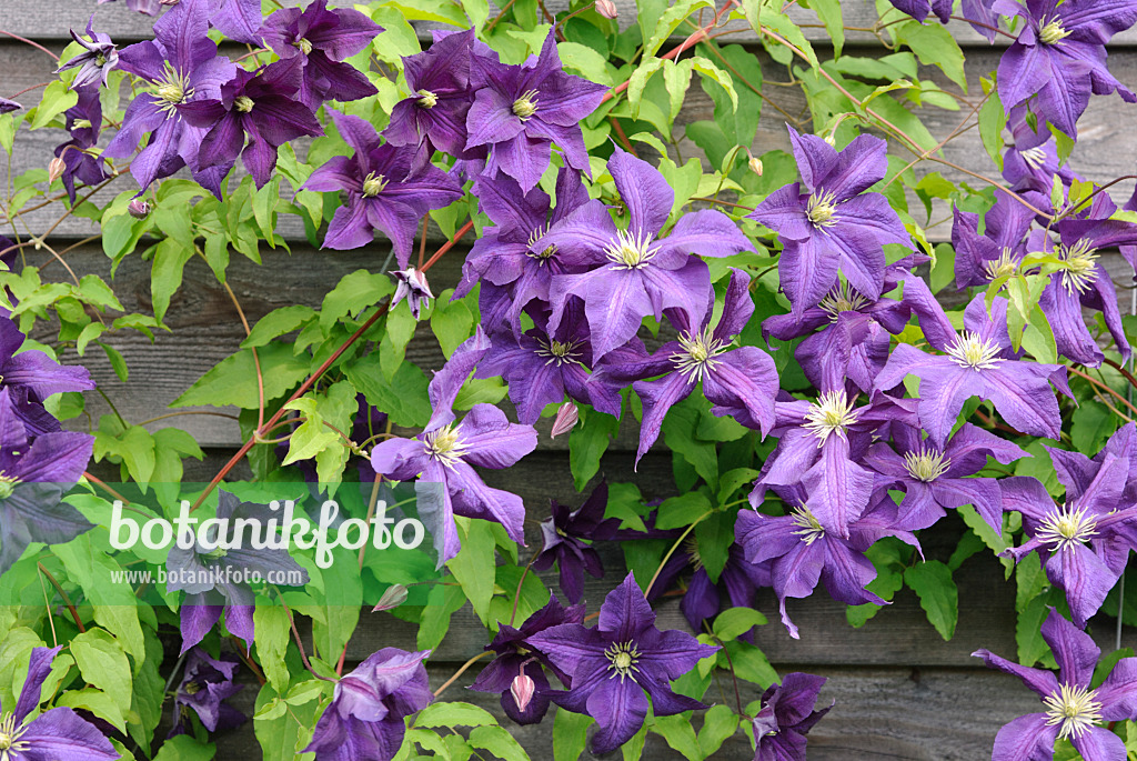 518044 - Italienische Waldrebe (Clematis viticella 'Aotearoa')