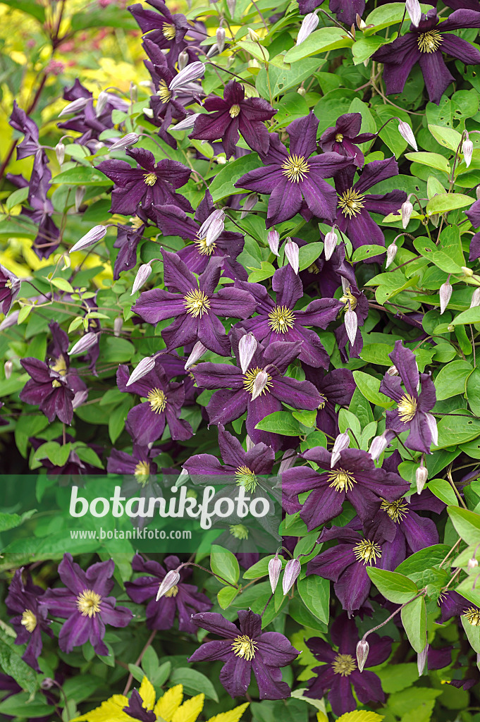 535392 - Italienische Waldrebe (Clematis viticella 'Romantika')