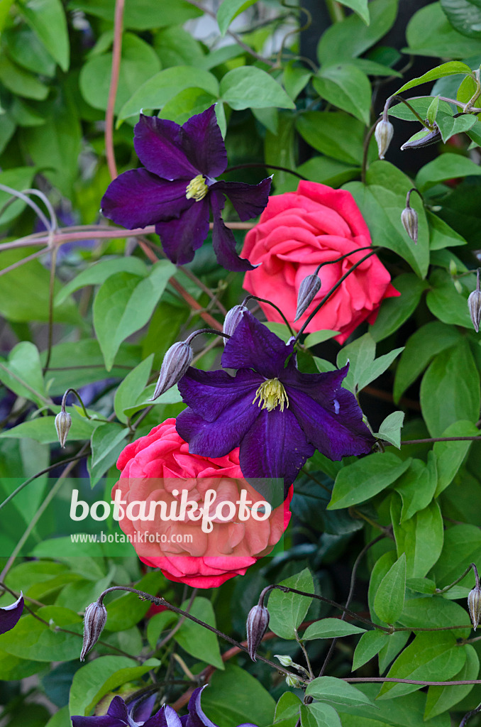 521286 - Italienische Waldrebe (Clematis viticella 'Viola') und Kletterrose (Rosa Danse des Sylphes)