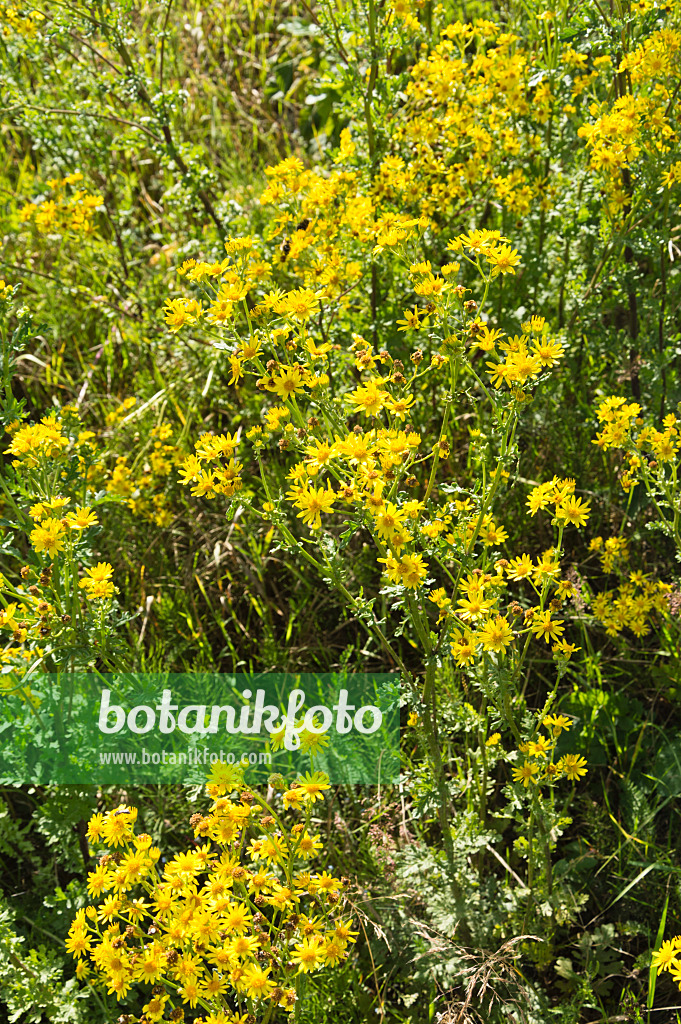 510125 - Jakobsgreiskraut (Senecio jacobaea)