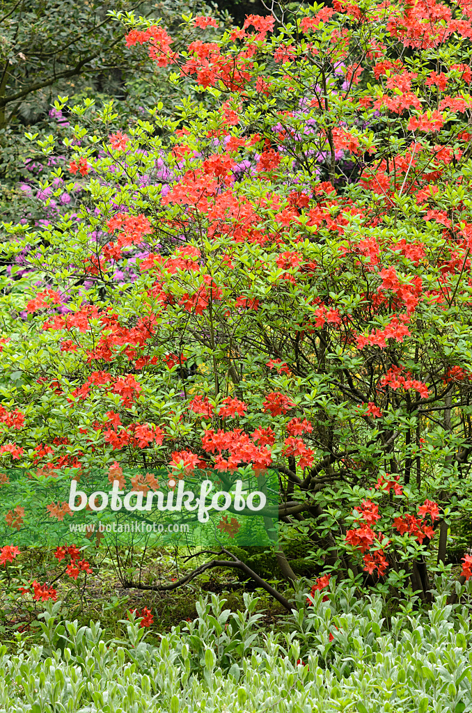 520418 - Japan-Azalee (Rhododendron mollis)