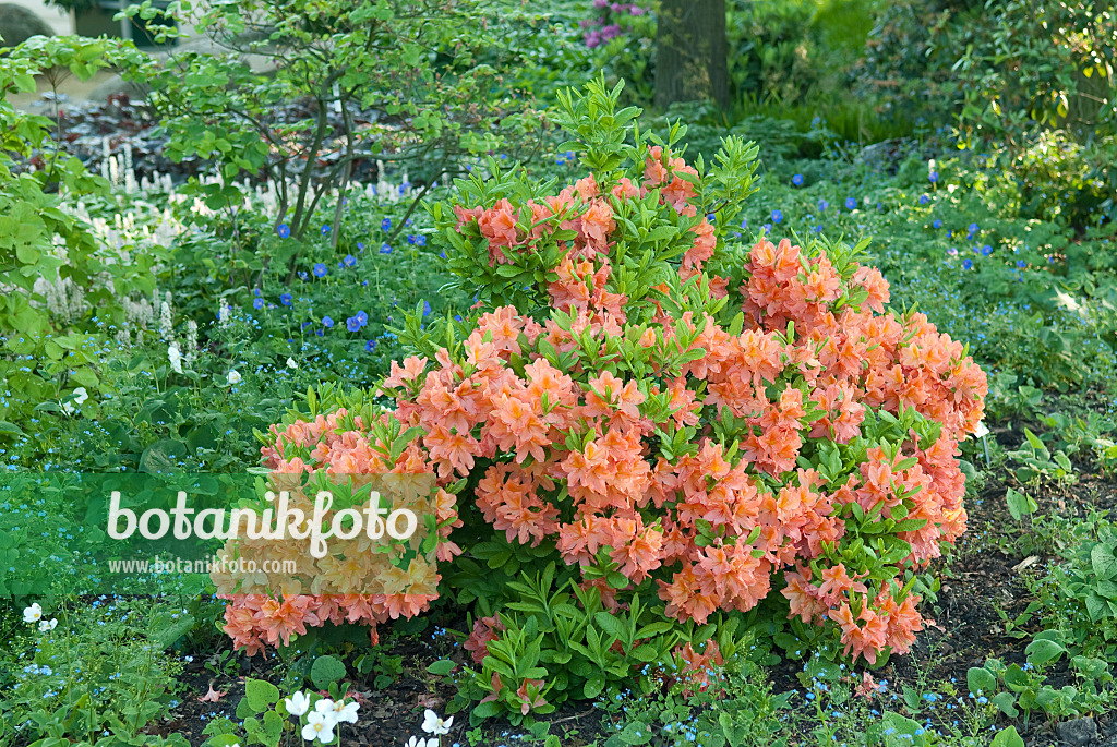 502399 - Japan-Azalee (Rhododendron mollis 'Polly Claessens')