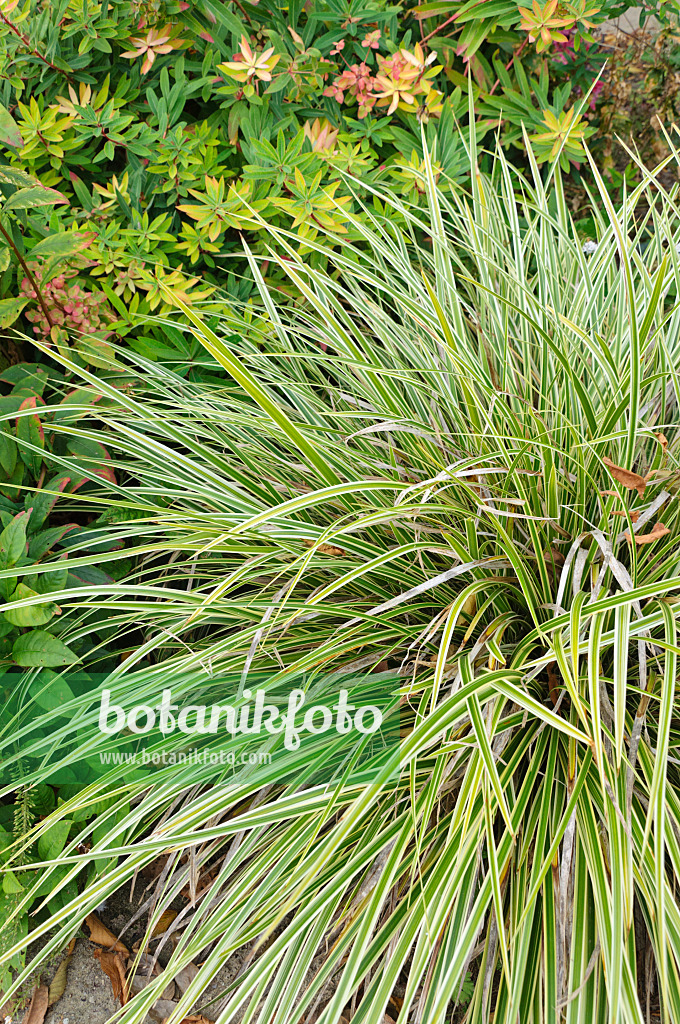 488139 - Japan-Segge (Carex morrowii 'Aureomarginata')