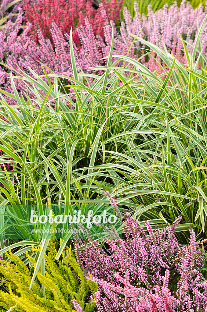 536143 - Japan-Segge (Carex morrowii 'Ice Dance') und Besenheide (Calluna vulgaris)