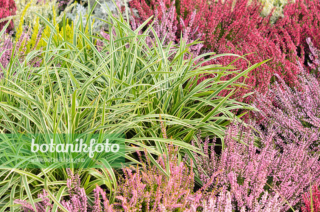 536144 - Japan-Segge (Carex morrowii 'Ice Dance') und Besenheide (Calluna vulgaris)