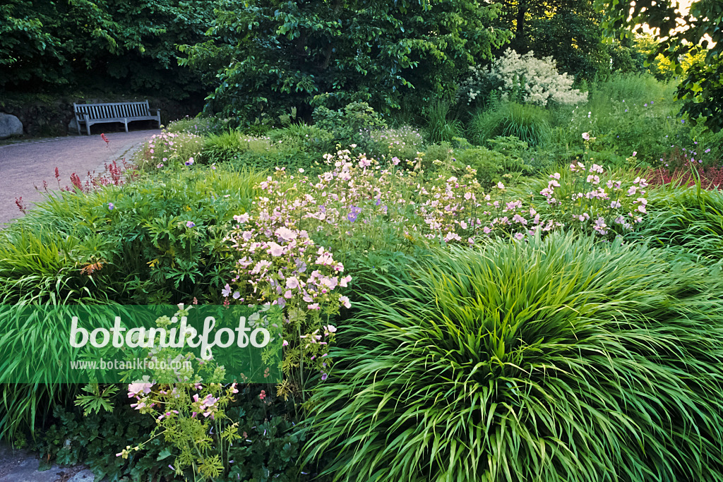 380014 - Japan-Waldgras (Hakonechloa macra)