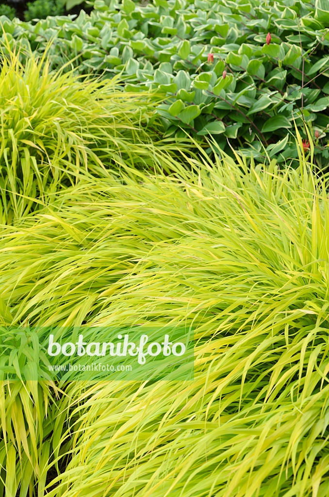 508168 - Japan-Waldgras (Hakonechloa macra 'All Gold')