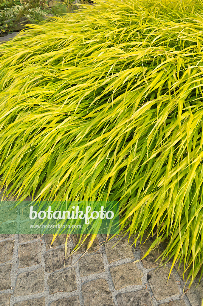 511198 - Japan-Waldgras (Hakonechloa macra 'All Gold')