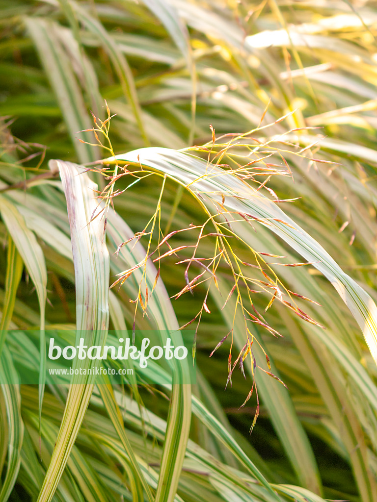 418002 - Japan-Waldgras (Hakonechloa macra 'Aureola')