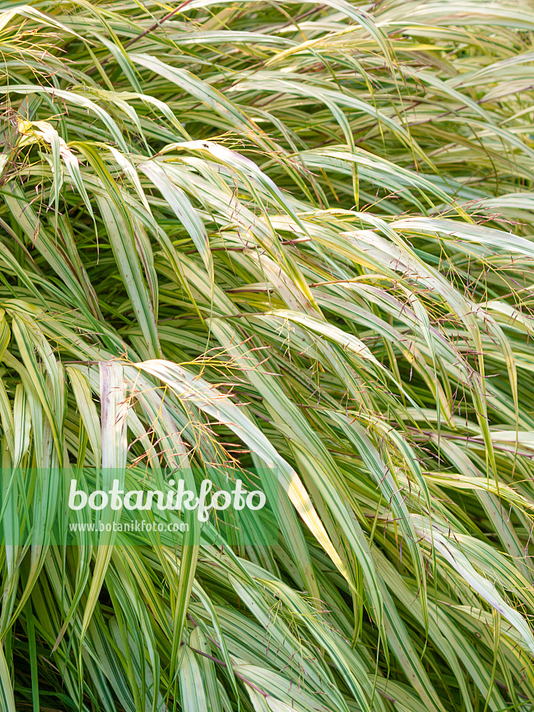 418003 - Japan-Waldgras (Hakonechloa macra 'Aureola')