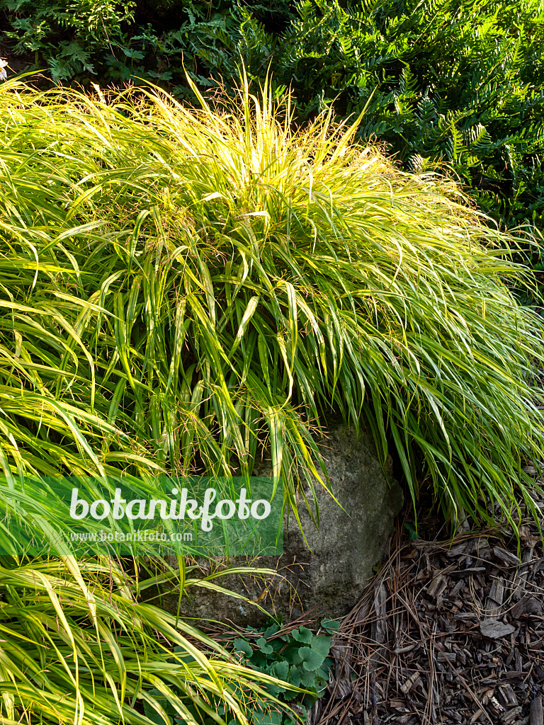 430130 - Japan-Waldgras (Hakonechloa macra 'Aureola')