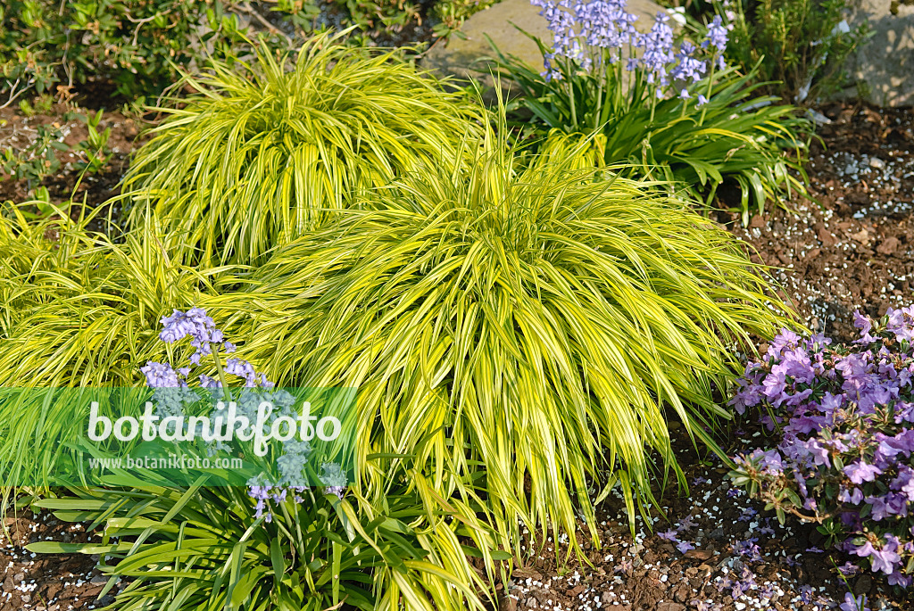 502209 - Japan-Waldgras (Hakonechloa macra 'Aureola')