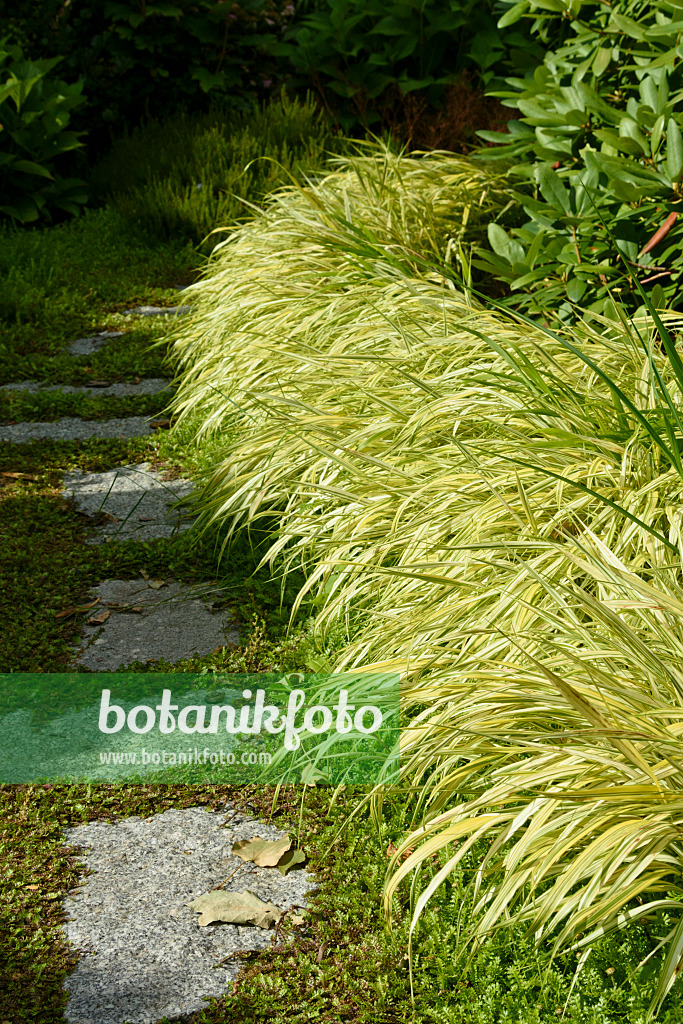 558009 - Japan-Waldgras (Hakonechloa macra 'Aureola')