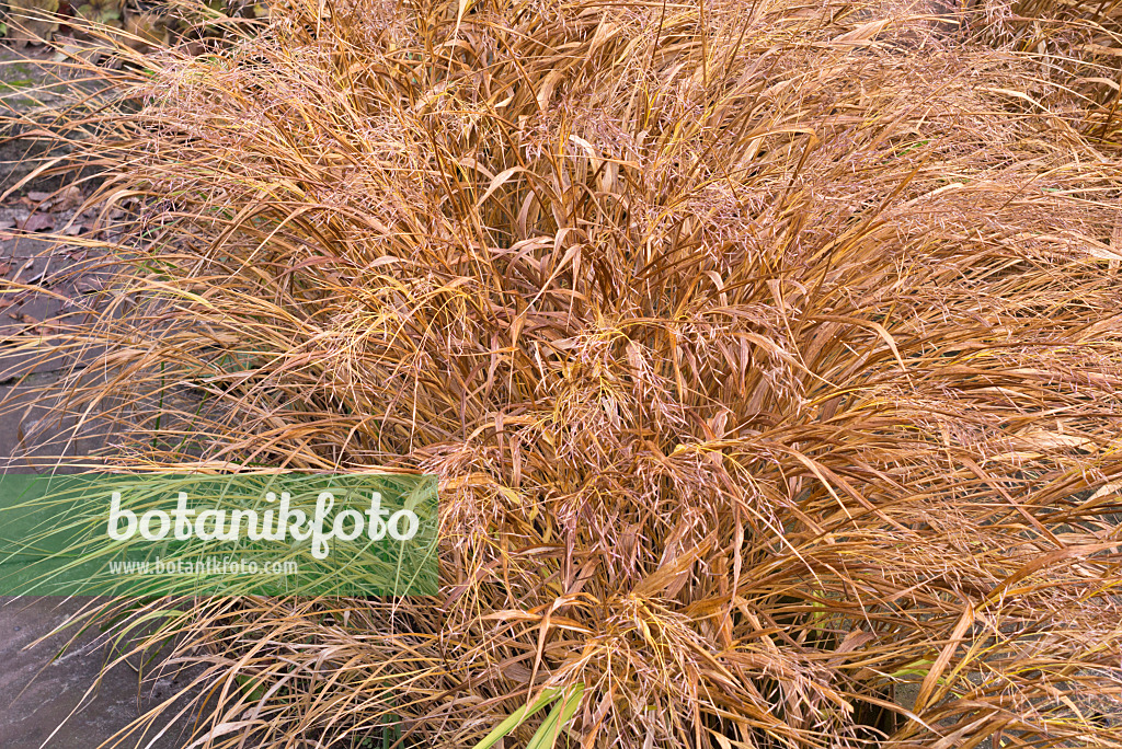 576029 - Japan-Waldgras (Hakonechloa macra 'Aureola')