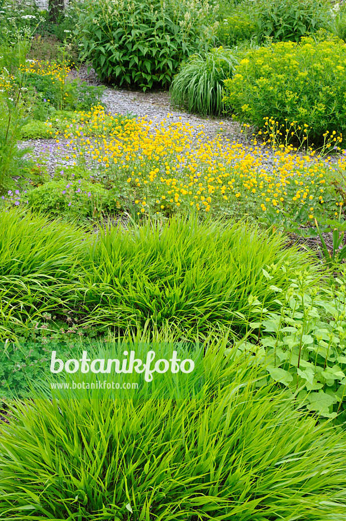 472238 - Japan-Waldgras (Hakonechloa macra), Wiesenhahnenfuß (Ranunculus acris 'Multiplex') und Wolfsmilch (Euphorbia)