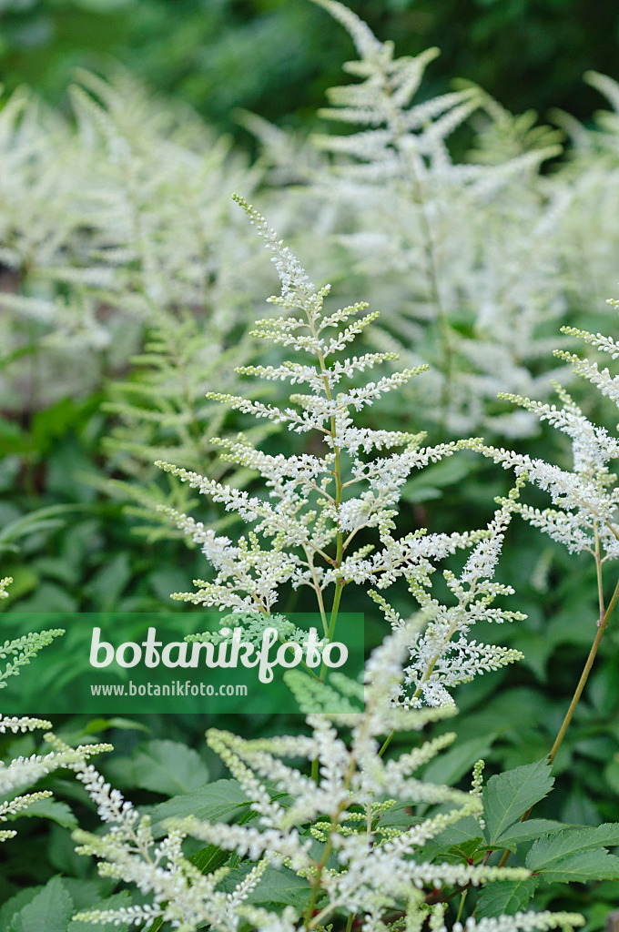 473050 - Japan-Waldspiere (Astilbe japonica)