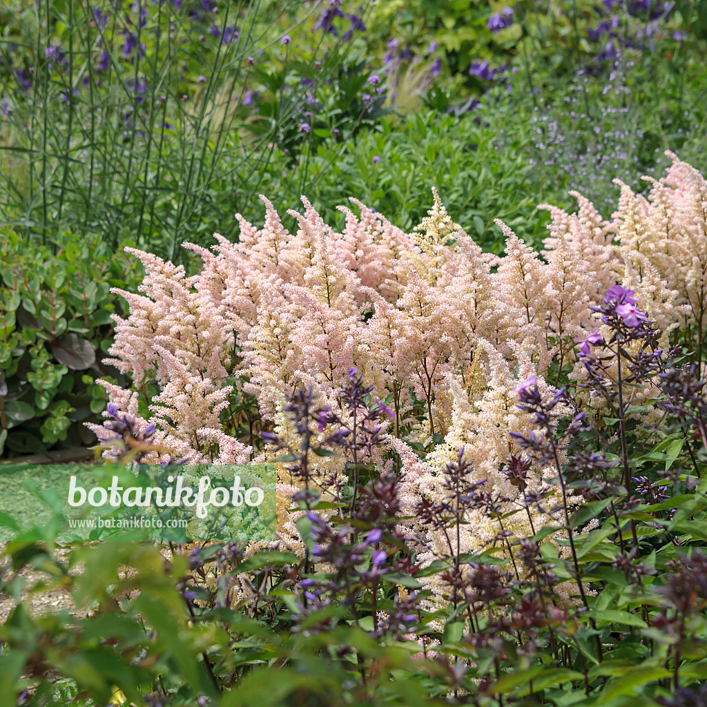 547069 - Japan-Waldspiere (Astilbe japonica 'Peach Blossom')