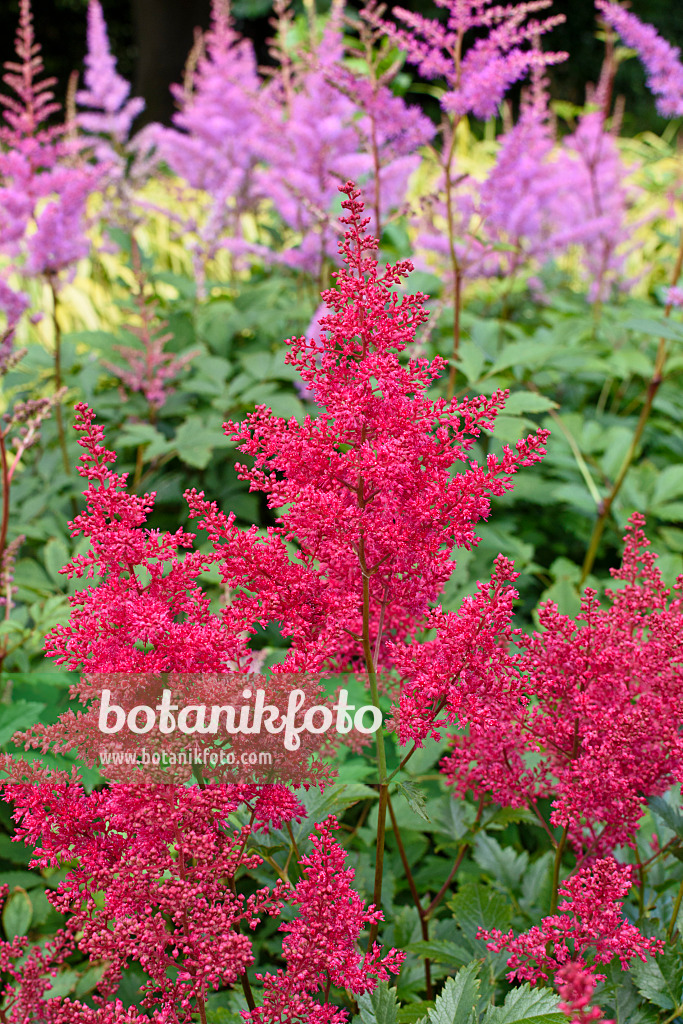 570005 - Japan-Waldspiere (Astilbe japonica 'Red Sentinel')