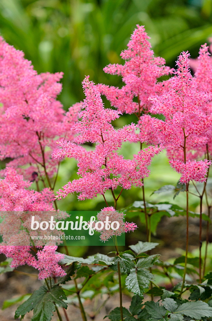 521442 - Japan-Waldspiere (Astilbe japonica 'Rheinland')