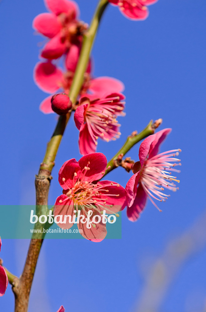 530024 - Japanische Aprikose (Prunus mume)