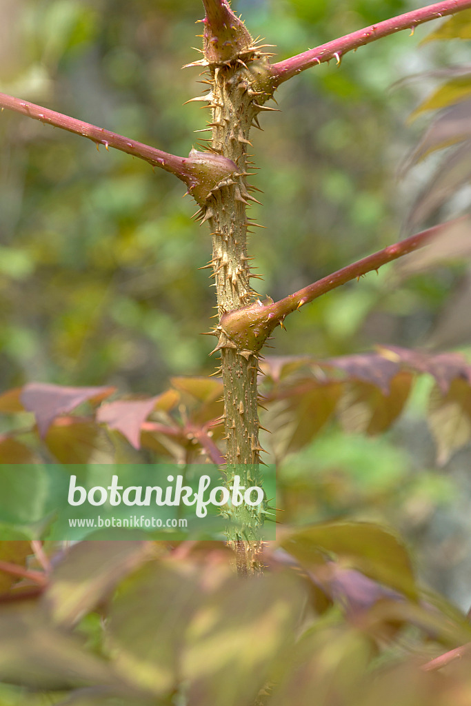 575020 - Japanische Aralie (Aralia elata)