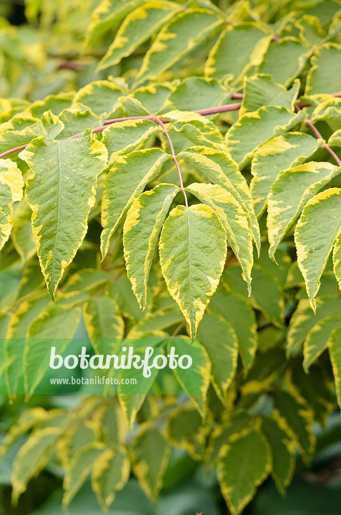 533311 - Japanische Aralie (Aralia elata 'Aureovariegata')