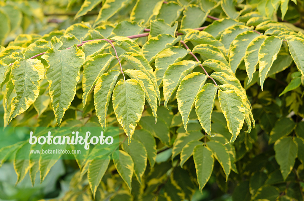 533312 - Japanische Aralie (Aralia elata 'Aureovariegata')