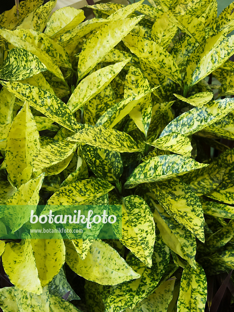 454006 - Japanische Aukube (Aucuba japonica 'Crotonifolia')