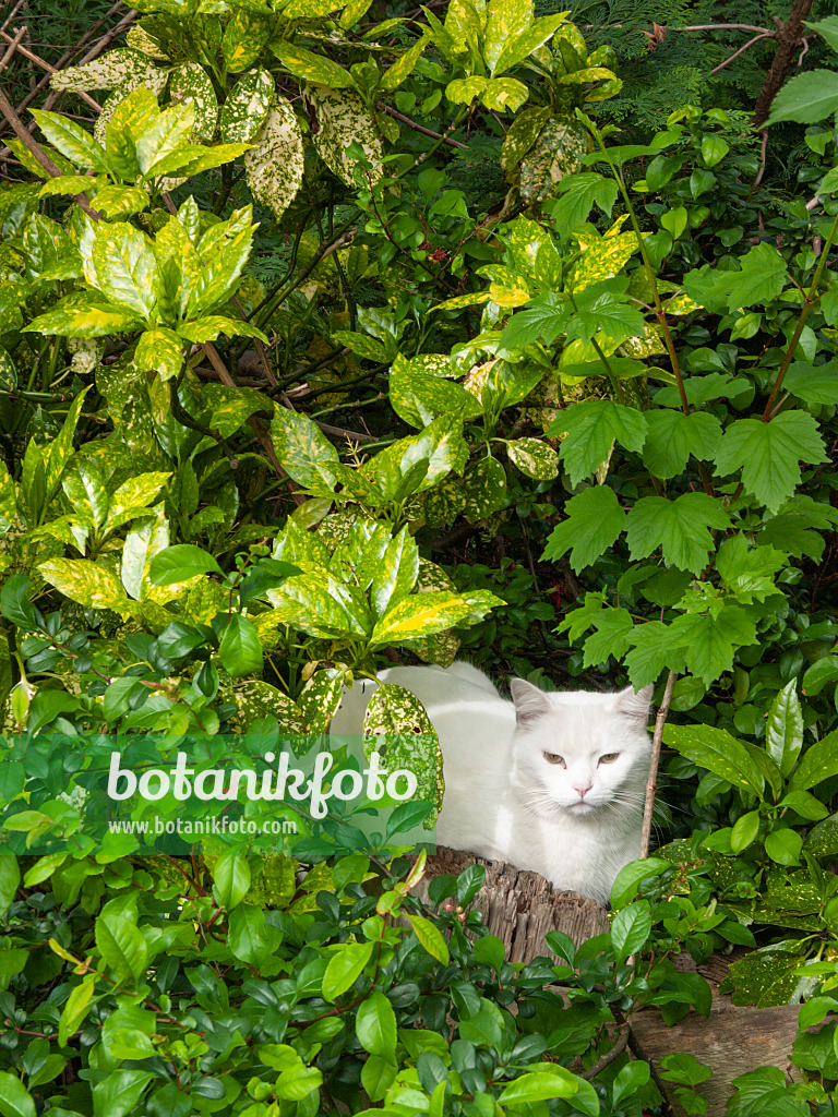 401182 - Japanische Aukube (Aucuba japonica) mit weißer Katze