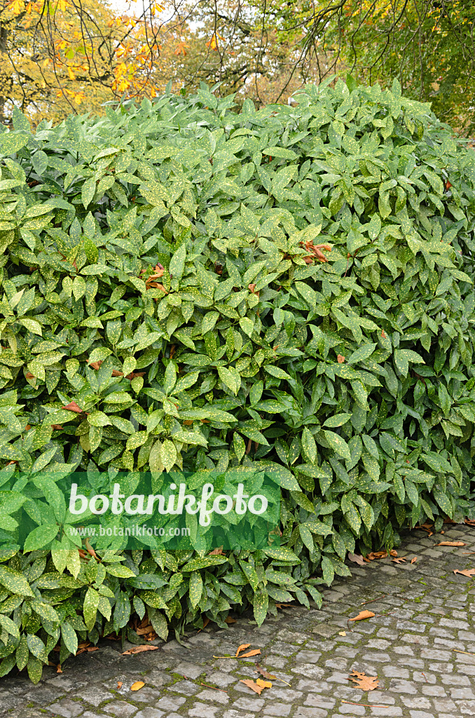 525395 - Japanische Aukube (Aucuba japonica 'Variegata')