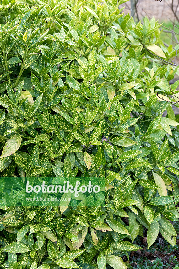 625124 - Japanische Aukube (Aucuba japonica 'Variegata')