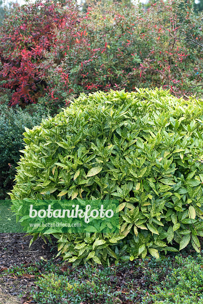 625125 - Japanische Aukube (Aucuba japonica 'Variegata')