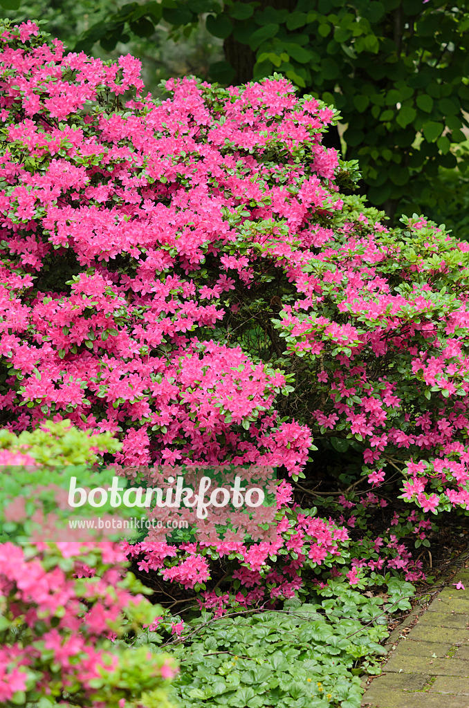 520417 - Japanische Azalee (Rhododendron x obtusum)