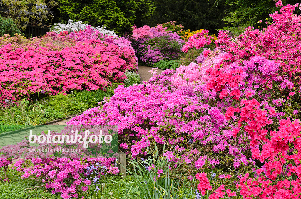 520451 - Japanische Azalee (Rhododendron x obtusum)