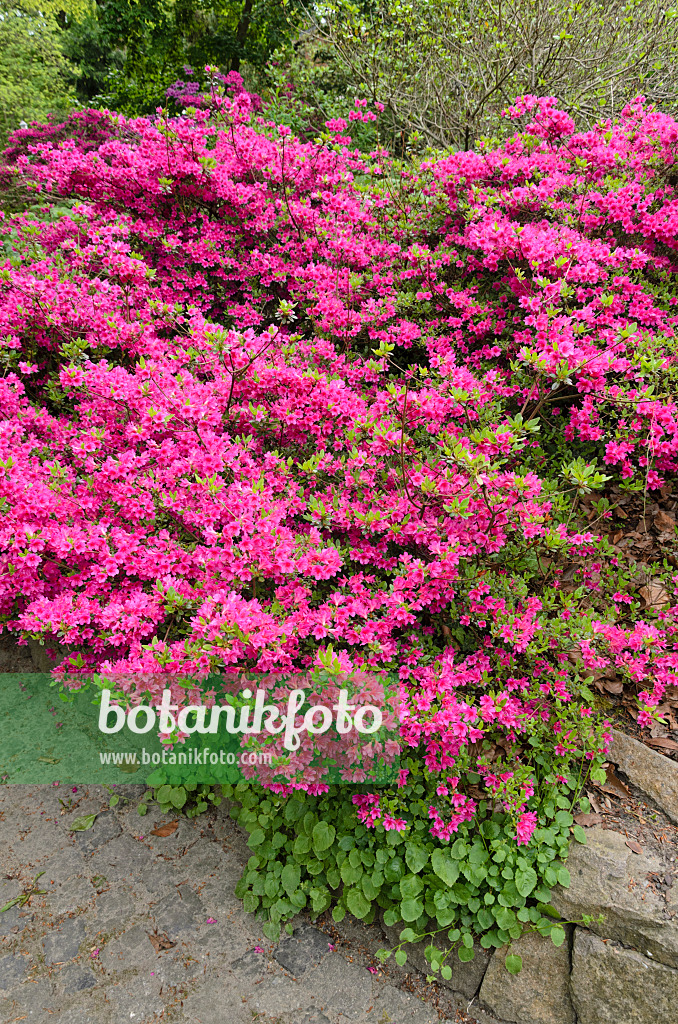 520303 - Japanische Azalee (Rhododendron x obtusum 'Amoenum')