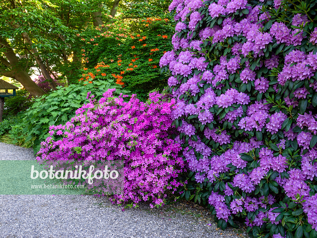 460152 - Japanische Azalee (Rhododendron x obtusum 'Beethoven')